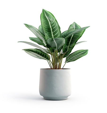 Home Page house plant.jpg