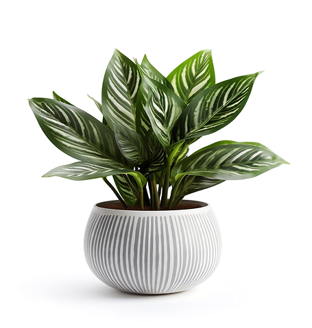 Home Page dessert bloom.jpg