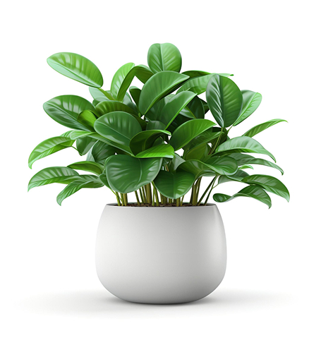 Home Page succulents.jpg